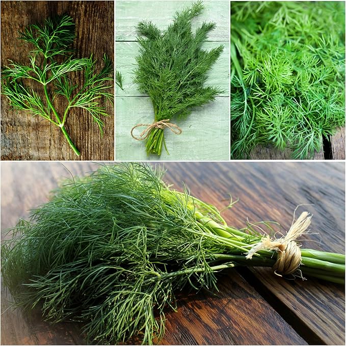 Seed Needs Dill Seeds for Planting Bouquet Herbs - Non-GMO Heirloom & Untreated Herb Seed to Plant a Home Grown Indoor / Outdoor Garden (2 Packs)
