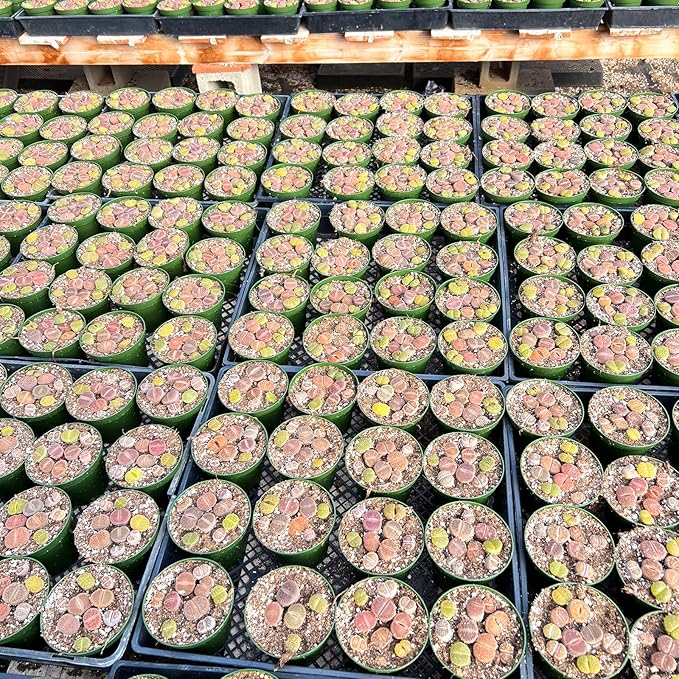 Sprout N Green Rare Lithops Collection, Living Stone Plant Fully Rooted in 4" Pot, Cute Potted Succulents Houseplant Pebble Plant, Great for Terrarium Arrangement, DIY Project