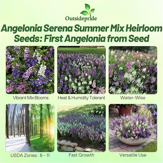 Outsidepride Serena Mix Angelonia Snapdragon Seeds for Planting - 20 Pcs Perennial Flower Seeds, Pollinator-Friendly, Heat, Humidity & Drought-Tolerant, Compact Growth Habit for Containers