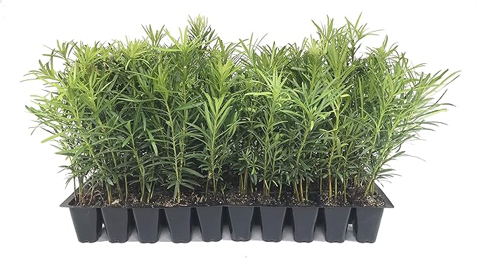 Podocarpus Japanese Yew | 30 Live Plants | Podocarpus Macrophyllus | Evergreen Shrub, Low Maintenance, Drought Tolerant, Privacy Screen Landscaping, Fast Growing, Ornamental Foliage