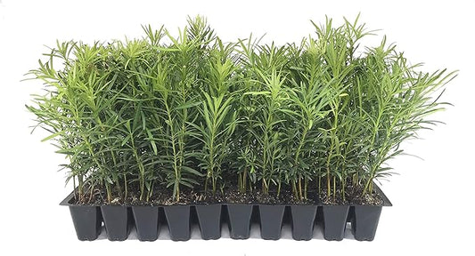 Podocarpus Japanese Yew | 10 Live Plants | Podocarpus Macrophyllus | Evergreen Shrub, Low Maintenance, Drought Tolerant, Privacy Screen Landscaping, Fast Growing, Ornamental Foliage