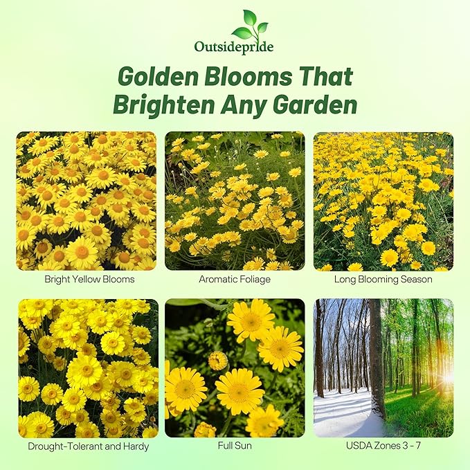 Outsidepride Yellow Marguerite Daisy Seeds - 10000 Pcs. Perennial Drought-Tolerant & Pollinator-Friendly, Flower Seeds for Planting Vibrant Blooms for Gardens, Borders & Cut Flowers