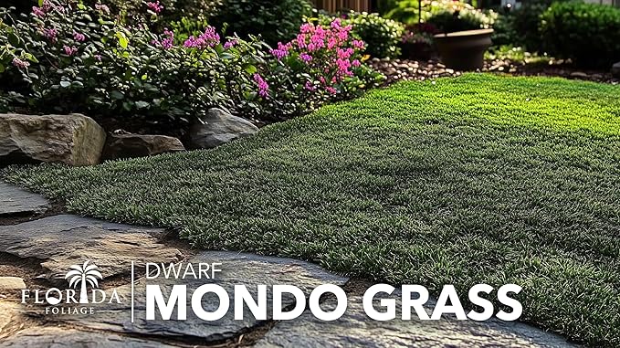 Dwarf Mondo Grass | 30 Large 4 Inch Pots | Ophiopogon Japonicus Nanus | Live Evergreen Shade Loving Groundcover