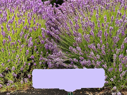 Greenwood Nursery: Live Perennial Plants - Royal Velvet Lavender + Lavandula Angustifolia - [Qty: 10x Pint Pots] - (Click for Other Available Plants/Quantities)