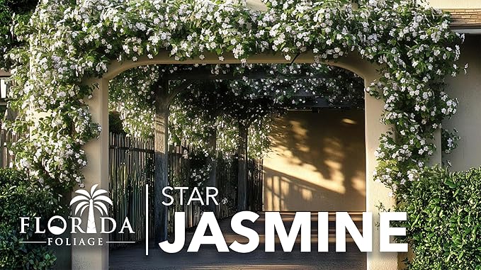 Star Jasmine | 3 Live Plants | Trachelospermum Jasminoides | Fragrant Blooming Evergreen Vine, Low Maintenance, Climbing, White Flowers, Attracts Pollinators, Drought Tolerant