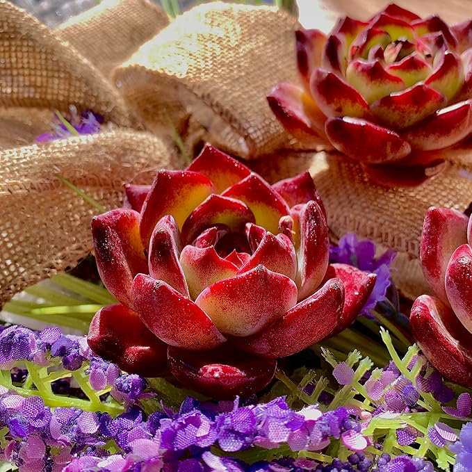 Succulent Plants Live Echeveria Lovebird – Colorful Succulent, Easy Care Bare Root Live Plant for Indoor Outdoor Home, Garden & Gifts