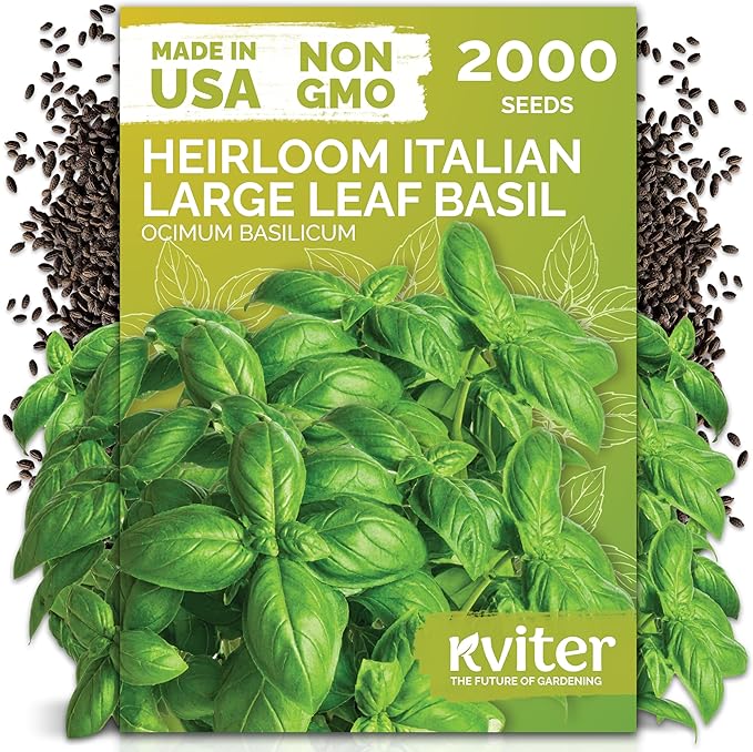 KVITER 2000 Italian Basil Seeds for Planting (Ocimum basilicum) - Sweet Genovese Basil, Heirloom & Non GMO, Classic Pesto Flavor - Herb Seeds to Plant in Containers, Outdoor & Indoor Herb Garden
