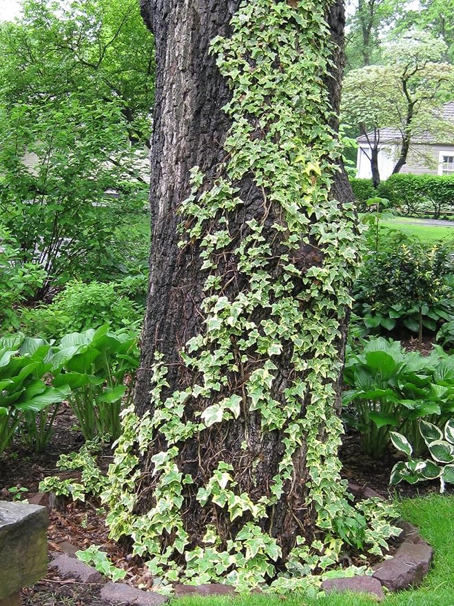 Variegated English Ivy - 3 Live Plants in 4 Inch Pots - Hedera Helix - Beautiful Easy Care Indoor Air Purifying Houseplant Vine