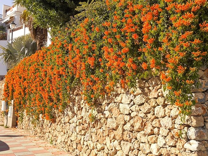 Greenwood Nursery: Live Perennial Plants - Tangerine Beauty Vine + Bignonia Capreolata - [Qty: 1x Pint Pot] - (Click for Other Available Plants/Quantities)