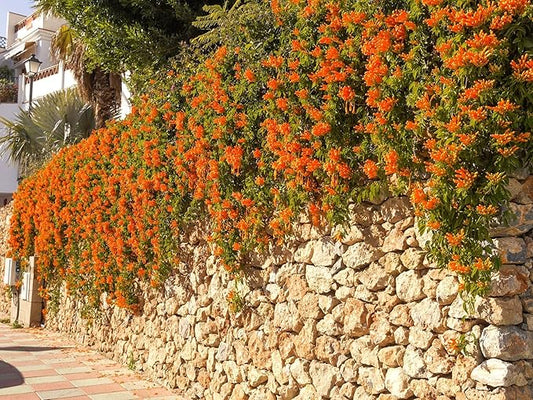 Greenwood Nursery: Live Perennial Plants - Tangerine Beauty Vine + Bignonia Capreolata - [Qty: 2X Pint Pots] - (Click for Other Available Plants/Quantities)
