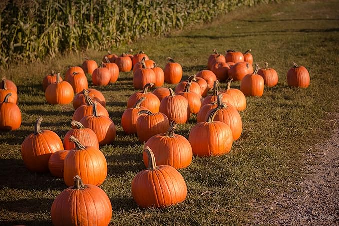 Park Seed Howden Pumpkin Seeds – Non-GMO, Classic Deep Orange Pumpkins for Carving & Display, High-Yielding Plants, 20–30 lb Fruits, Ribbed Halloween Favorite, Pack of 25