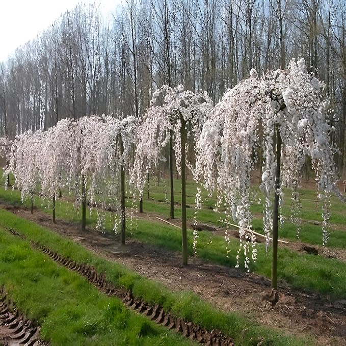 Weeping Yoshino Cherry Tree Live Plant – Flowering Ornamental Tree with Graceful Weeping Branches, Beautiful Cherry Blossom Tree for Garden & Landscape, Hardy Live Yoshino Weeping Cherry Tree