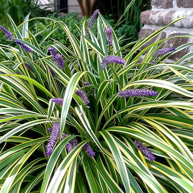 Variegated Liriope | 3 Live 4 Inch Pots | Liriope Muscari Variegata | Ornamental Ground Cover Plants | Evergreen Foliage