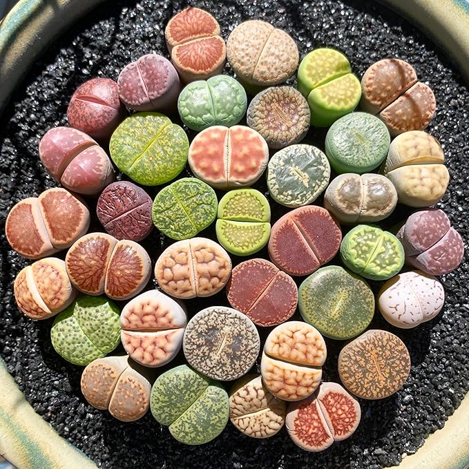 Lithops Random Mix Rare Live Succulent Plants, 30/50/100 Pcs Succulent Live Plant, Bare Root Without Pot Soil, Garden Indoor Office, Friend Plant Lovers Gifts (Large 50pcs)