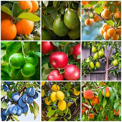 Fertilizer Spikes for Citrus & Fruit Trees & Shrubs (12 Spikes - 3.0 Lbs)