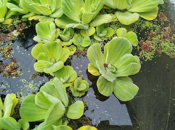 16 Live Water Lettuces, Floating Aquatic Plants for Ponds and Water Gardens (4)