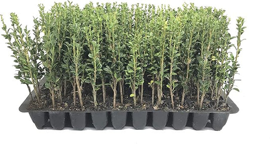 Sky Pencil Japanese Holly - 20 Live Plants - Ilex Crenata - Formal Low Maintenance Evergreen