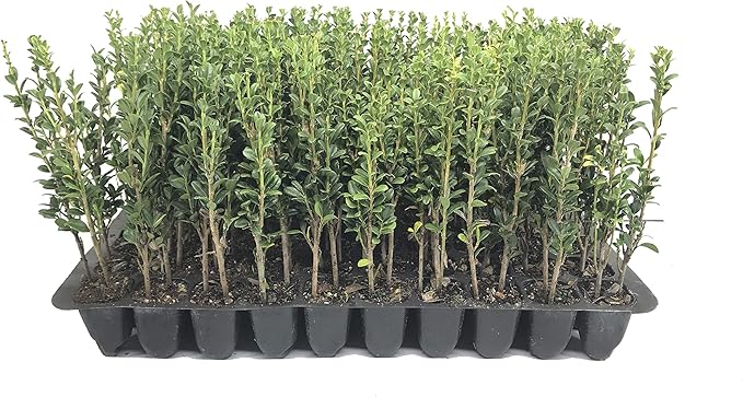 Sky Pencil Japanese Holly - 10 Live Plants - Ilex Crenata - Formal Low Maintenance Evergreen