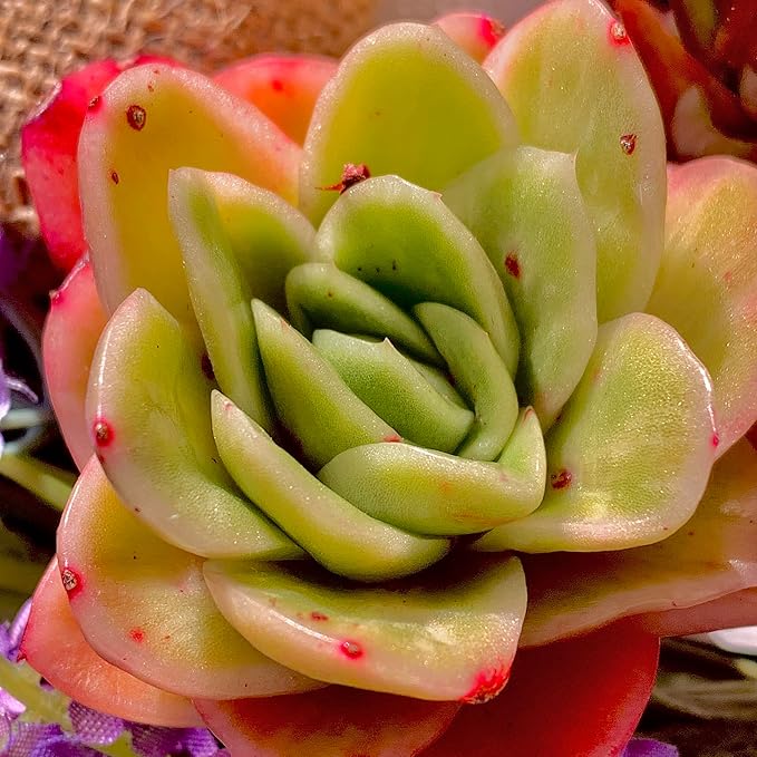 Echeveria Ice Rose Variegated Succulent Plants Live – Rare Colorful Succulent, Easy Care Bare Root Plant for Indoor Outdoor Planters