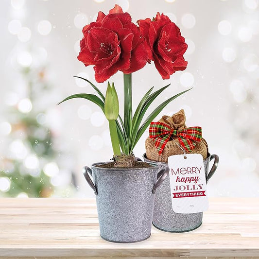 Garden State Bulb Red Double Amaryllis Bulb Holiday Gift Kit, 26/28cm (Zinc Planter)