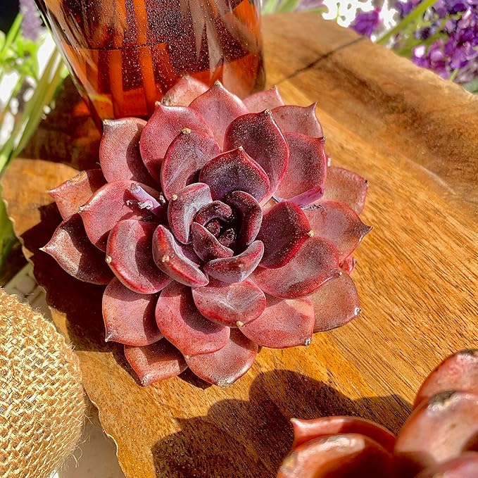 Echeveria Black Mamba Succulent Plants Live – Rare Dark Succulent, Easy Care Indoor Outdoor Plant for Home, Garden & Terrarium Decor