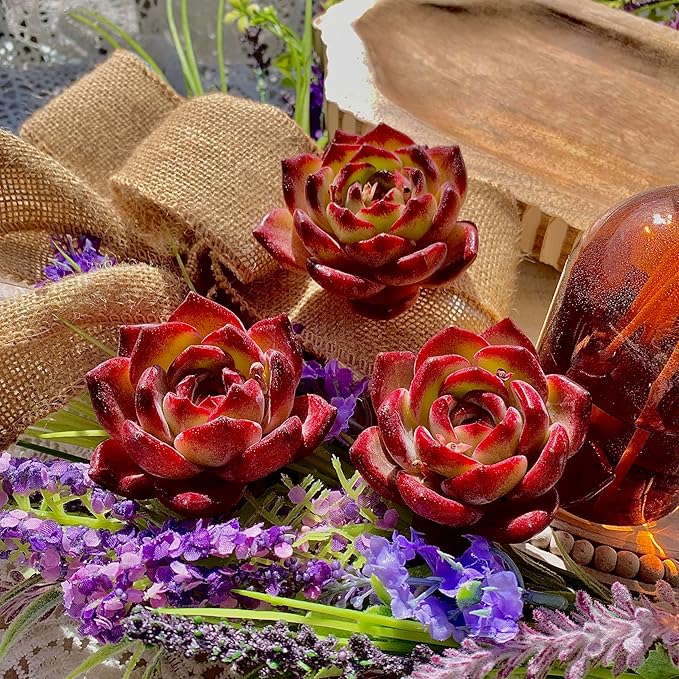 Succulent Plants Live Echeveria Lovebird – Colorful Succulent, Easy Care Bare Root Live Plant for Indoor Outdoor Home, Garden & Gifts
