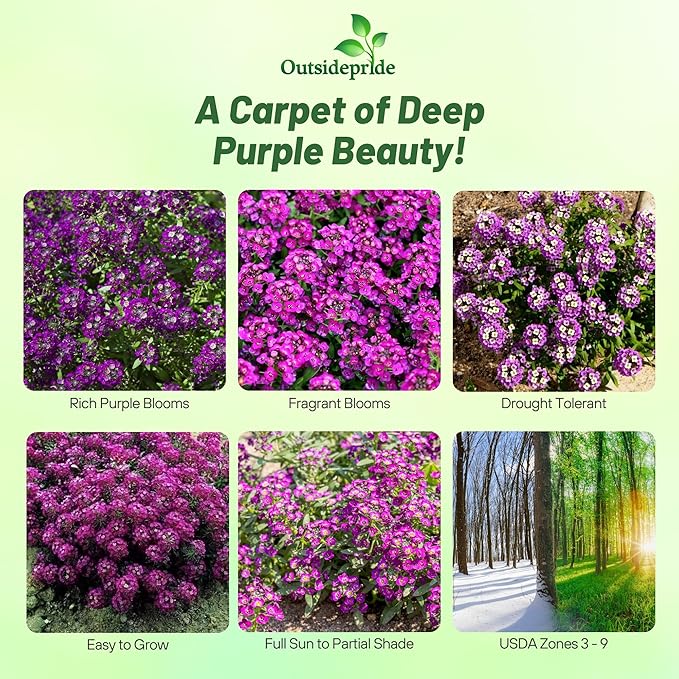 Outsidepride Oriental Nights Alyssum Seeds - 10000 Pcs Annual, Drought-Tolerant & Pollinator-Friendly Ground Cover Seeds w/Fragrant Honey Blooms for Low-Growing Xeriscaping & Outdoor Planting