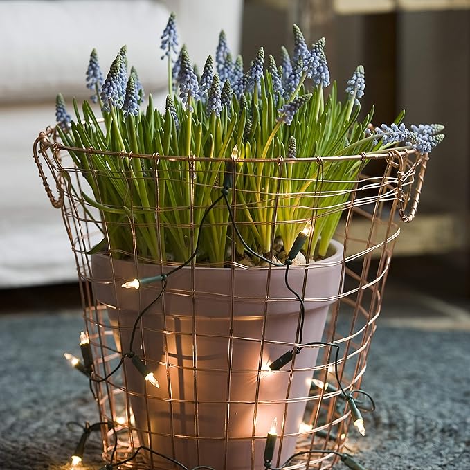 Easy to Grow Grape Hyacinth Muscari Armeniacum 30 Plant Bulbs - Blue Flowers in Spring, Sun Outdoor Zones 4-8