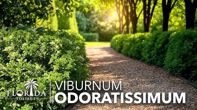 Viburnum Odoratissimum | 20 Live Plants | Viburnum odoratissimum | Fast Growing Privacy Hedge | Evergreen Screening Shrub