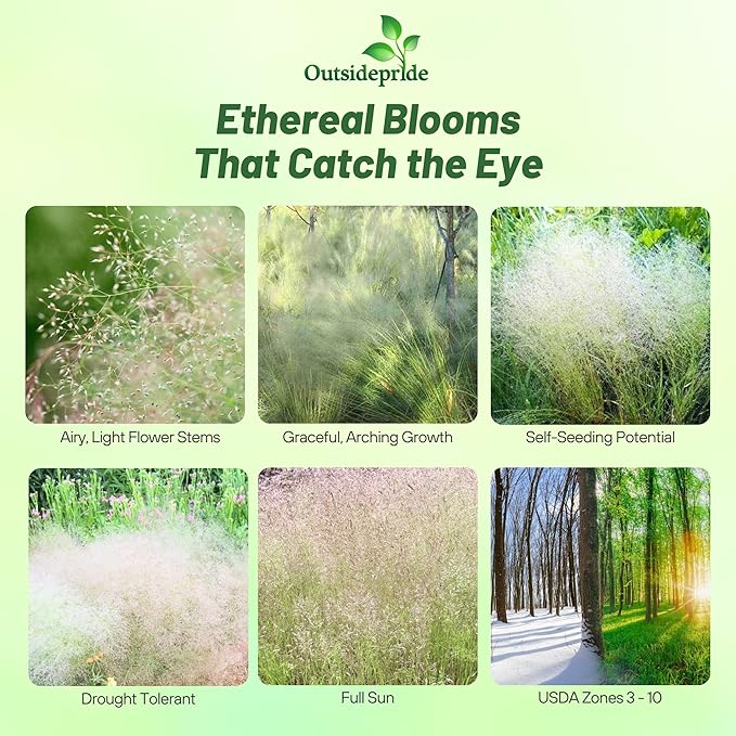 Outsidepride Agrostis Nebulosus Cloud Grass Seeds - 5000 Pcs Annual Versatile & Adaptable Ornamental Grass with Airy White Seed-Heads for Low Maintenance Xeriscaping & Borders