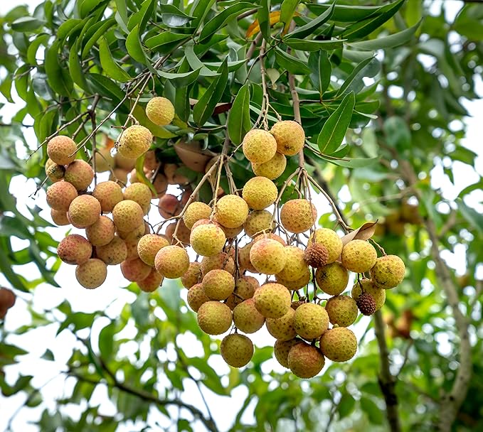 Longan Tropical Fruit Seeds for Planting Outdoor Garden Container, Non-GMO (30)