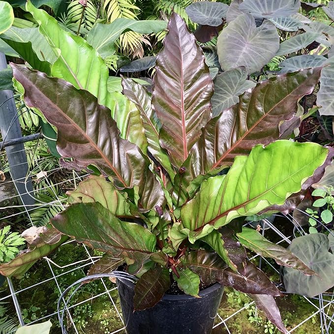 Big Red Bird Bird's Nest - Anthurium by Wellspring Gardens - Live Starter Plant - Live Indoor/Outdoor Plant, Ideal Air Purifying Plant for Home or Office, Great for Indoor & Outdoor Gardening