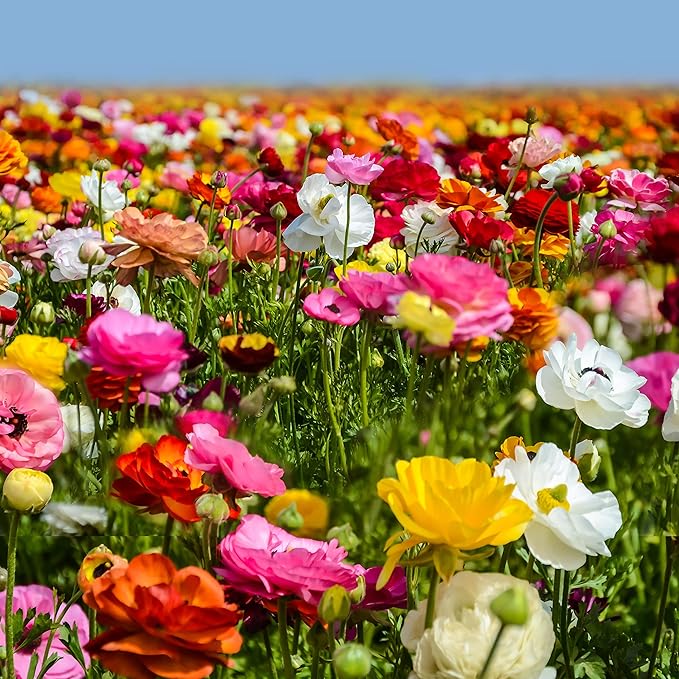 Easy to Grow Ranunculus Tecolote Flower Fields Collection - 30 Plant Bulbs, Colorful Flowers in Spring, Full Sun Mediterranean