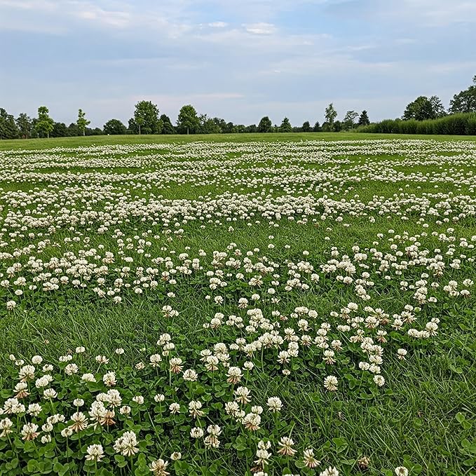 Premium Coated White Dutch Clover Seed – Versatile Lawn Alternative, Ground Cover, & Pollinator-Friendly – Nitrogen-Fixing & Drought-Resistant – Great for Lawns, Pastures, and Food Plots (5LB)
