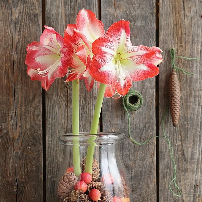 Easy to Grow Amaryllis 'Candy Cane Collection' Plant Bulbs (3 Bulbs) - Mixed Red & White Flowering Blooms for Indoor & Outdoor Gardens