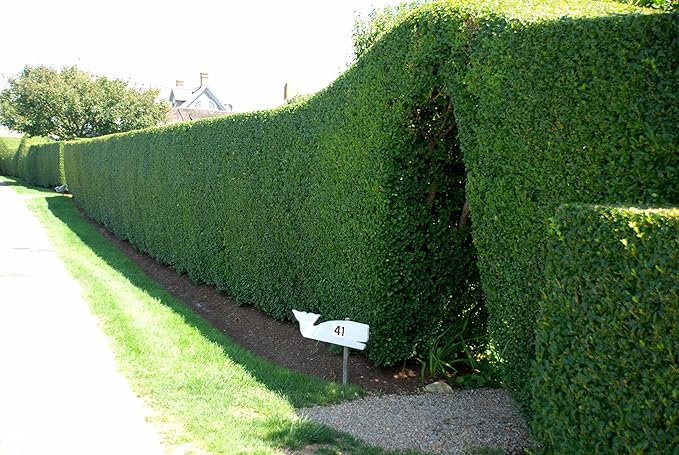 Curled Leaf Privet - Ligustrum Japonicum Recurvifolium - 3 Live Plants - Evergreen Flowering Privacy Hedge