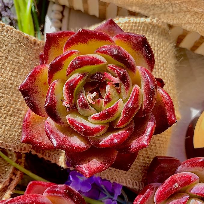 Succulent Plants Live Echeveria Lovebird – Colorful Succulent, Easy Care Bare Root Live Plant for Indoor Outdoor Home, Garden & Gifts
