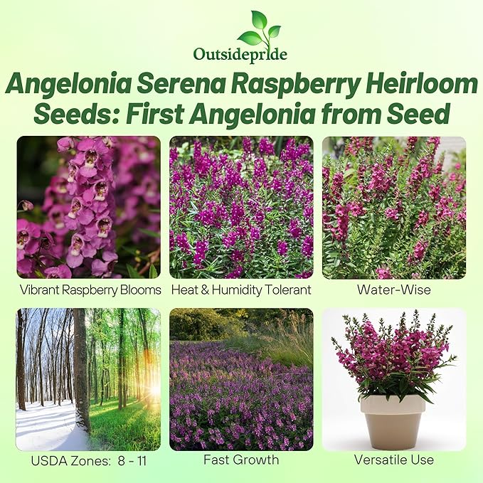 Outsidepride Serenita Raspberry Angelonia Snapdragon Seeds for Planting - 30 Pcs Perennial Flower Seeds, Pollinator-Friendly, Heat, Humidity & Drought-Tolerant, Compact Growth Habit for Containers