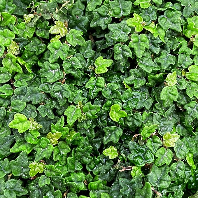 Ficus Pumila Quercifolia | 30 Live Plants | Oak Leaf Creeping Fig, Easy-Care Indoor/Outdoor Trailing Vine Plant, Perfect for Walls and Ground Cover