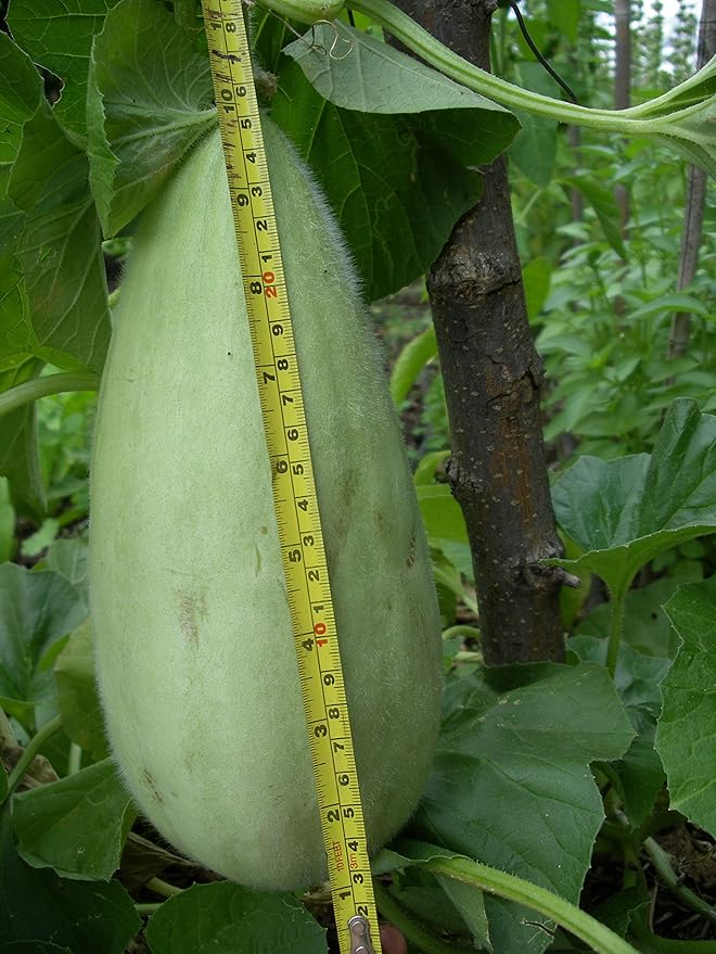 Seeds Vegetable Cucamelon (Cross Cucumber and Melon) Vine - 20 Seeds