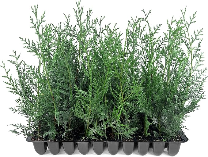 Leyland Cypress | 3 Live Plants | Cupressocyparis leylandii | Fast Growing Privacy Trees, Evergreen Landscape Plants, Drought Tolerant, Low Maintenance, Windbreak, Hardy