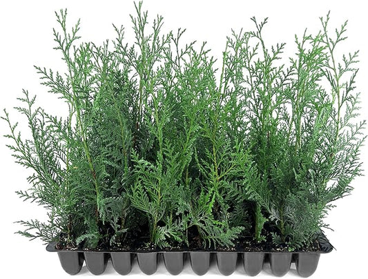 Leyland Cypress | 20 Live Plants | Cupressocyparis leylandii | Fast Growing Privacy Trees, Evergreen Landscape Plants, Drought Tolerant, Low Maintenance, Windbreak, Hardy