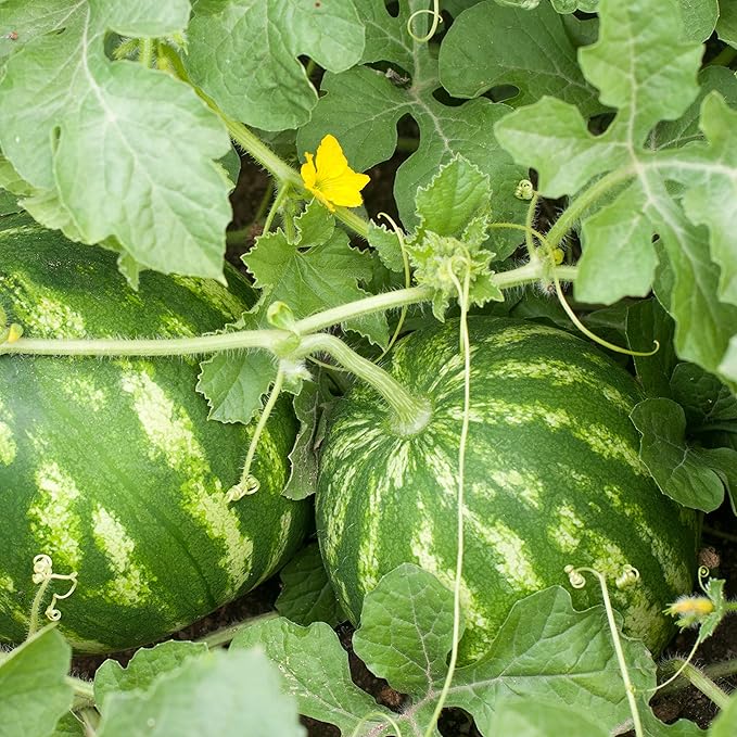 Organic Watermelon Seeds (Crimson Sweet) - Approx 12 Seeds - USDA Organic, Non-GMO, Open Pollinated, Heirloom, USA Origin (Pack of 2)