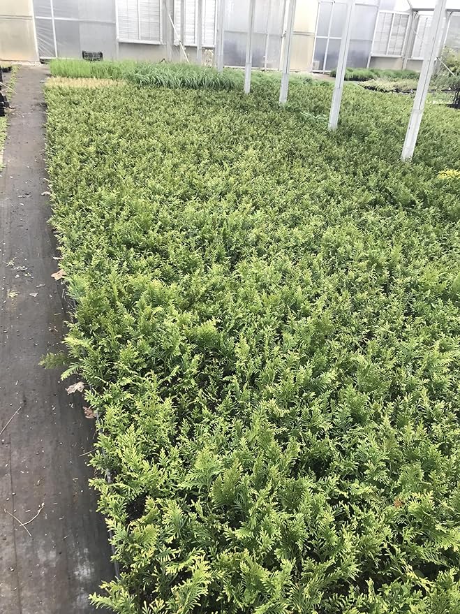 10 Arborvitae Green Giant Thuja Plicata 2.5 inch Pot 6-12" Tall