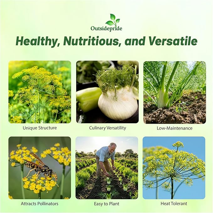 Outsidepride 1 oz. Annual Foeniculum Vulgare Fennel Herb Garden Seeds for Planting
