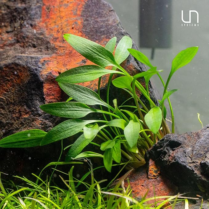 Ultum Nature Systems Cryptocoryne Lucens Tissue Culture Live Plant for Aquarium, Aquascape, Freshwater Fish Tanks - 100% Snail Free in Vitro