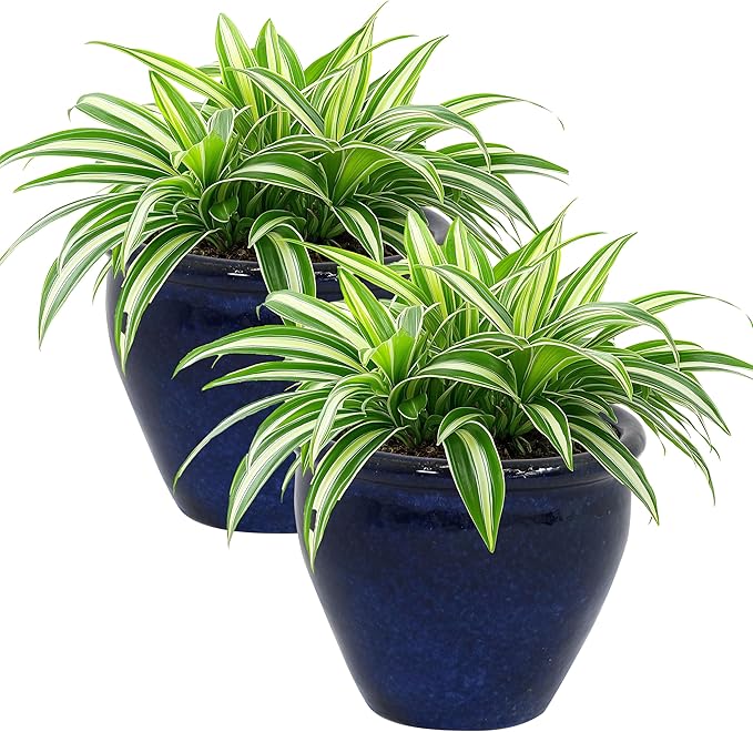 Sunnydaze Round Ceramic Planter - Set of 2 Indoor or Outdoor Plant Pots with Drainage Hole - Chalet - 9" - Imperial Blue Glaze