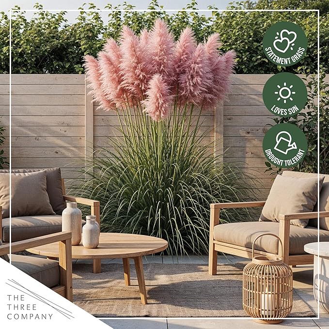 Ornamental Assorted Pink and White Grass (2 Plants Per Pack) - Live Decorative Plant - 12" Tall by 6" Wide in 1.5 Qt Pot