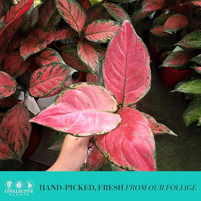 CoollectivePlants Aglaonema Red Valentine – Aglaonema Live Plant in 4″ Growers Pot - Chinese Evergreen Live Plant, Easy Live Indoor Plant with Bright Pink and Green Leaves
