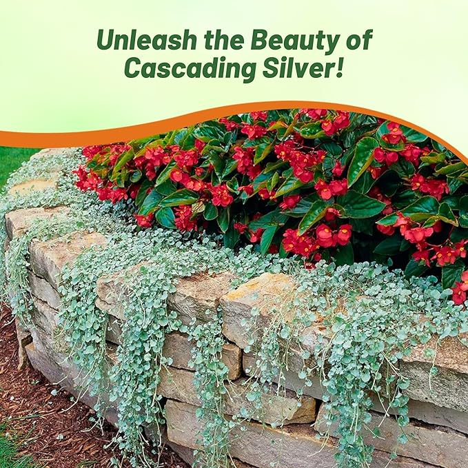 Outsidepride Perennial Dichondra Silver Falls Seed - 15 Pcs Heat & Drought-Tolerant, Low-Maintenance Ground Cover Seeds for Planting, Ideal for Container Plant, Erosion Control, & Silver Foliage